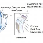 Эндотелиальная дистрофия роговицы глаза (Фукса)