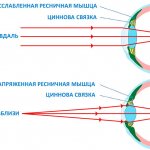 Глаза человека обладают способностью видеть на разных расстояниях