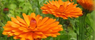 Calendula officinalis (marigold) is a rather unpretentious plant from the Asteraceae family. Belongs to annuals: stems are erect, branched Photo 1