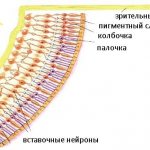 Cones and rods of the eye