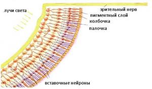 Палочки и колбочки фото