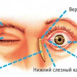 Conjunctiva of the eye