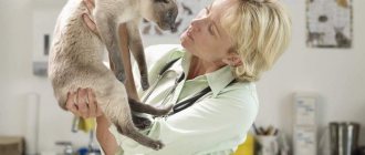 Кошка чихает и слезятся глаза — чем лечить? — Блог ветклиники ...