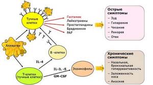 Схема аллергии гистамина