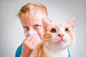 Шерсть животных - потенциальный аллерген
