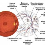 сосуды и нервные окончания глаза