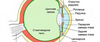 Строение глаза, расположение камер глаза