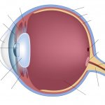 строение глаза