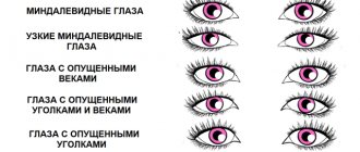 Виды глаз у человека: какие бывают типы, как определить форму, описание