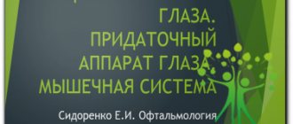 Защитный аппарат глаза. Придаточный аппарат глаза. Мышечная система | Офтальмология