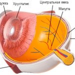 Macula of the eye anatomy