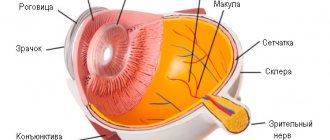 Macula of the eye anatomy