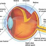 зрение плюс и минус